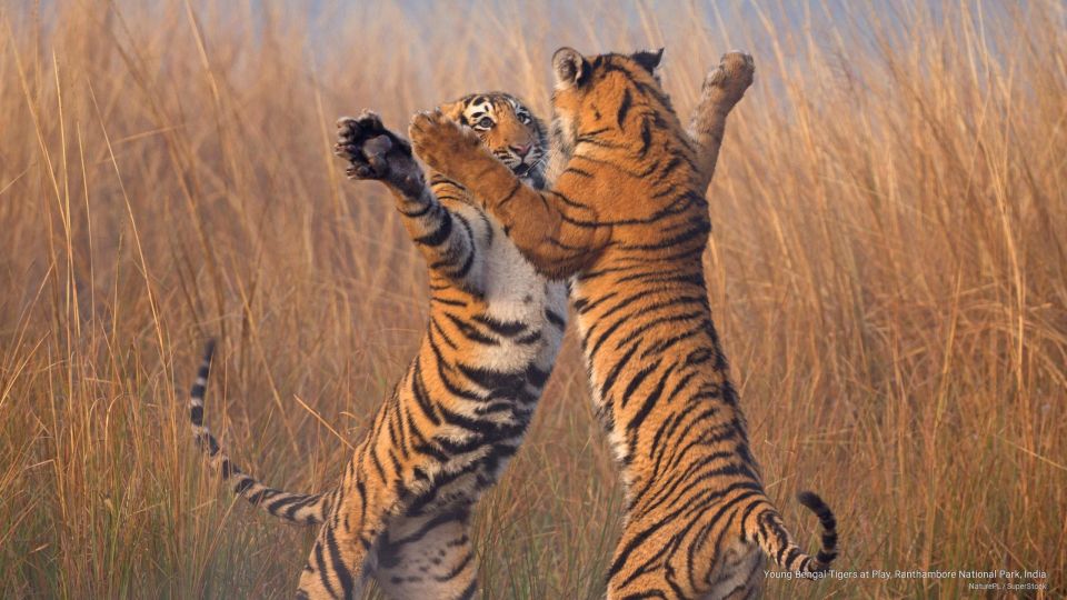 Delhi to Ranthambhore Overnight Tour/Tiger Safari By Car - Accessibility Features
