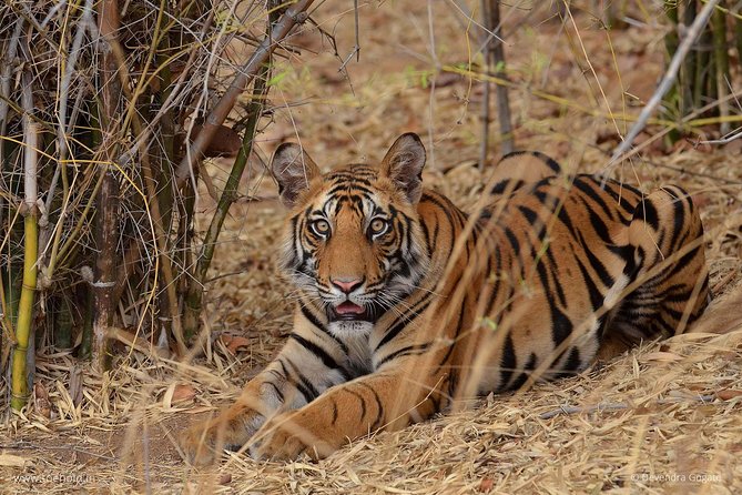 Delhi Zoo White Tigers & Lions With Old Fort Visit - Exploring the Lion Enclosure