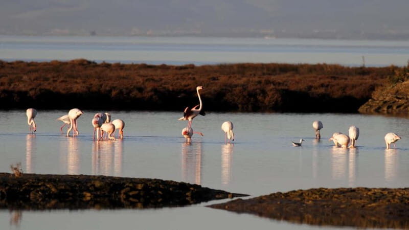 Deltebre: bicycle rentals in the Ebro Delta - The Routes and Scenic Highlights