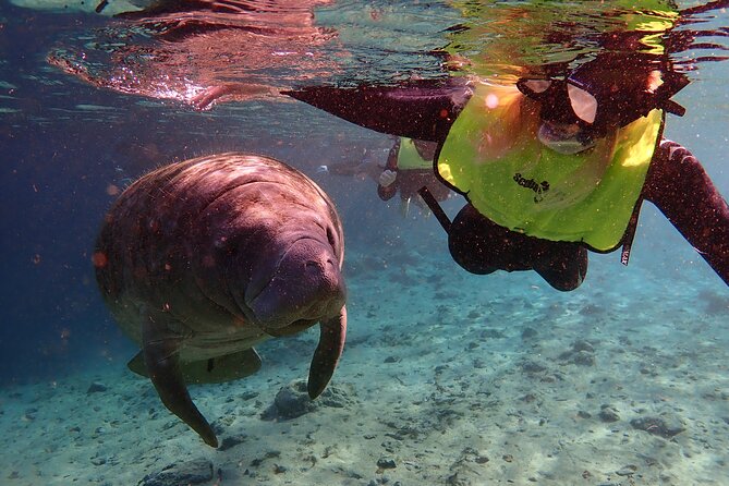 Deluxe Manatee Swim Tour - Frequently Asked Questions