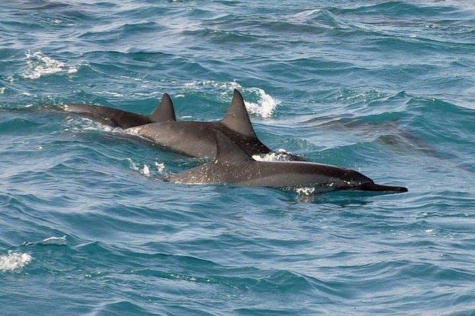 Deluxe Snorkel & Dolphin Watch Aboard a Luxury Catamaran From Kailua-Kona - Recap