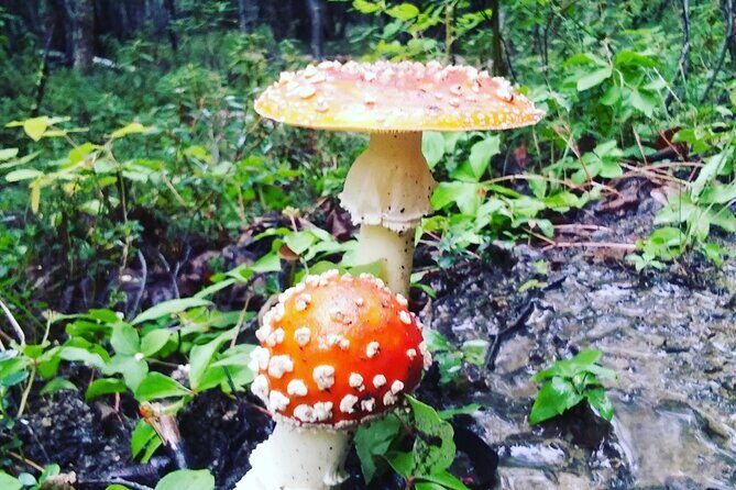 Denali 4 Hour Hiking Adventure with Naturalist Guide - Frequently Asked Questions