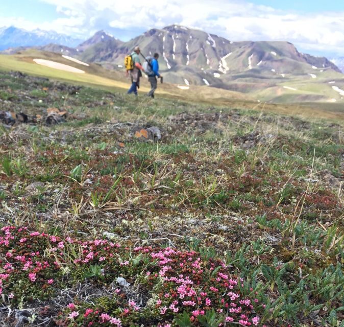 Denali: 5-Hour Guided Wilderness Hiking Tour - Practical Details and Value