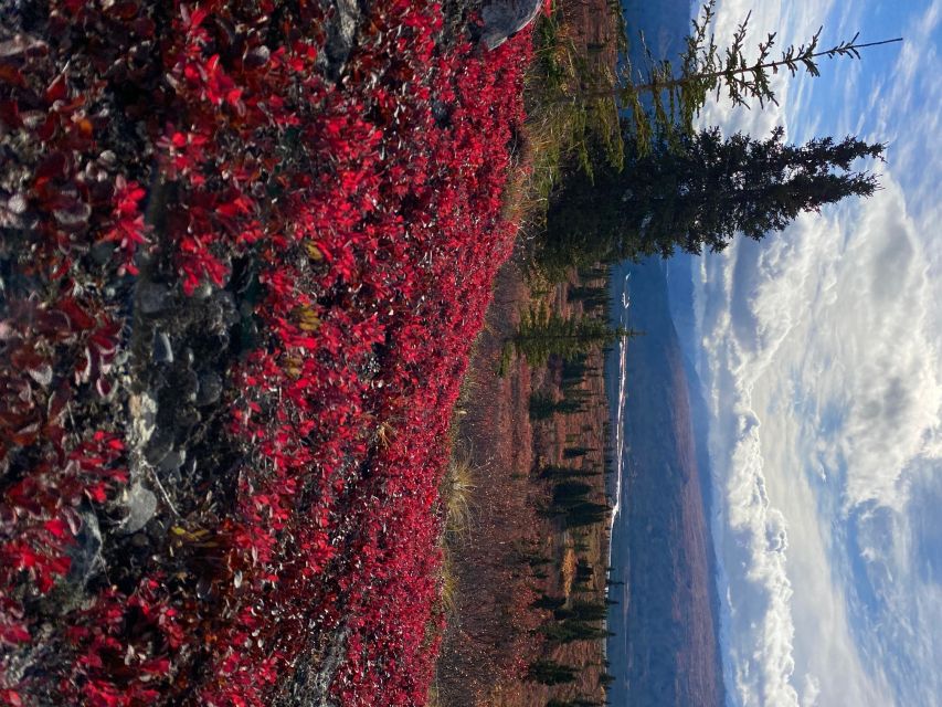 Denali: Denali National Park Walking Tour - Frequently Asked Questions