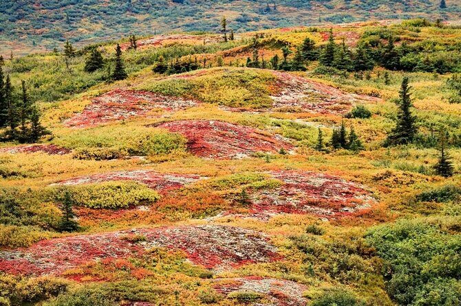 Denali Highway Overnight Excursion - Day 2: Wildlife, Glaciers, and the Night Sky