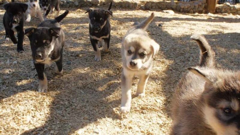 Denali: Husky Homestead Tour - Introduction: An Authentic Slice of Alaska for Animal and Adventure Lovers