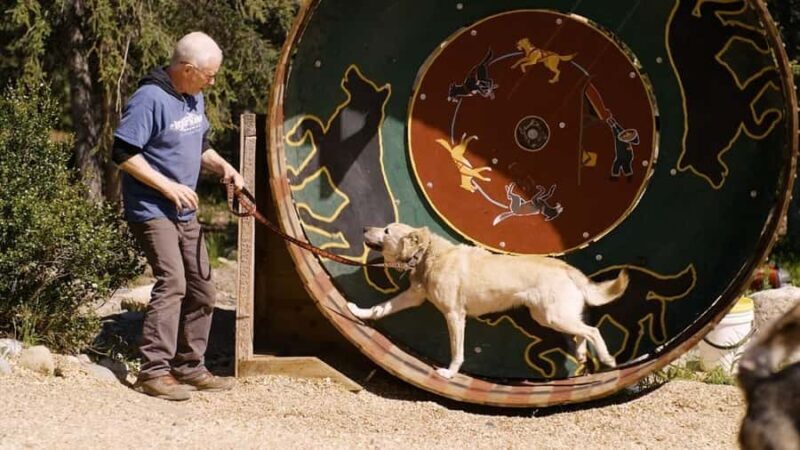 Denali: Husky Homestead Tour - Why the Husky Homestead Tour Offers Great Value