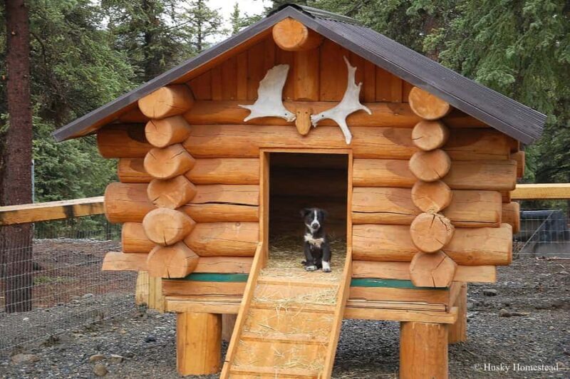 Denali: Husky Homestead Tour - FAQ: Your Questions About the Husky Homestead Tour