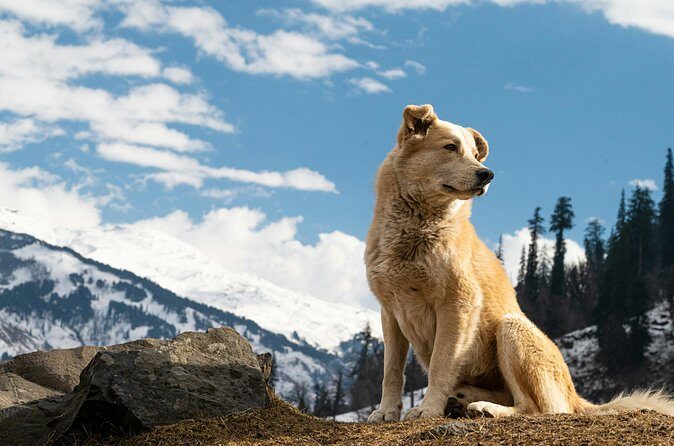 Denali Husky Kennel & Brewpub Visit Half-Day Experience - FAQs