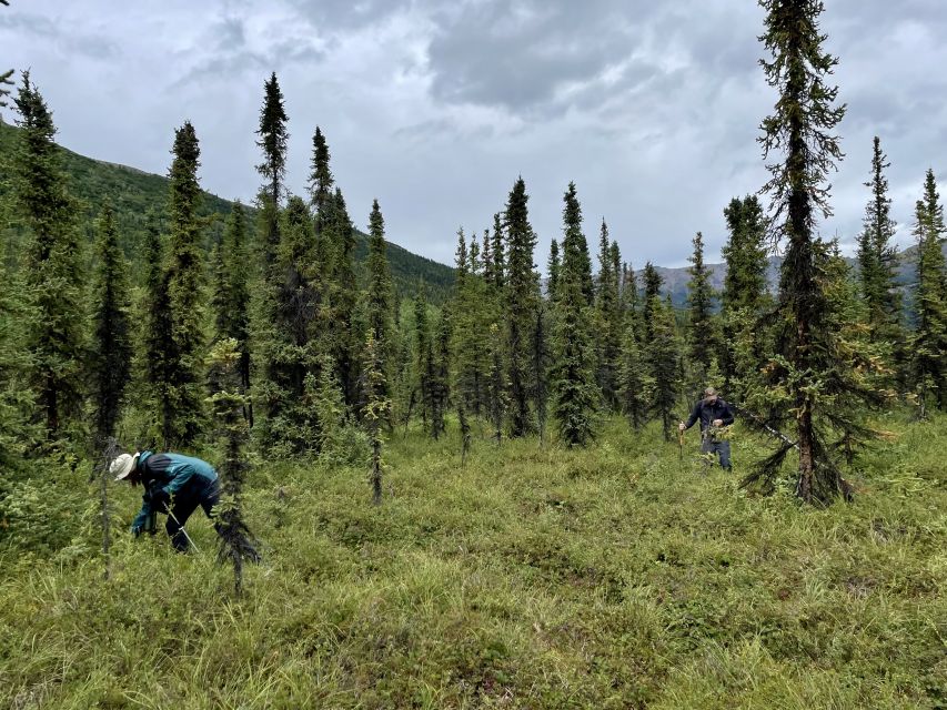 Denali: Naturalist Walking Tour in Denali National Park - Recap