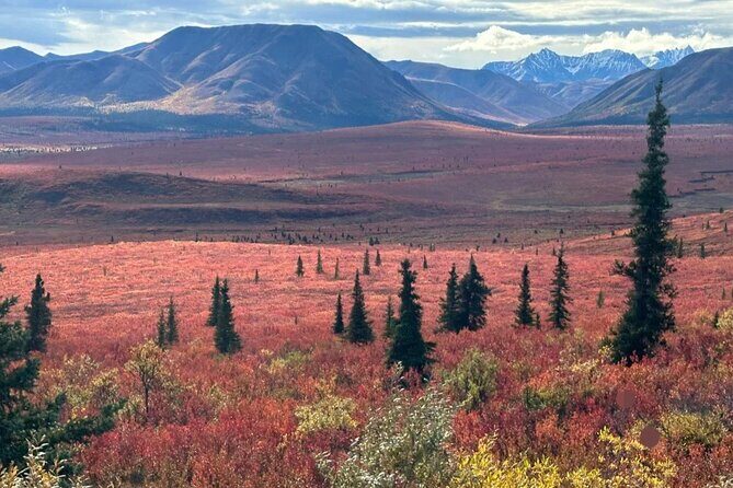 Denali Summer Winter Trial Shuttle with Professional Camera - Who Will Enjoy This Tour?