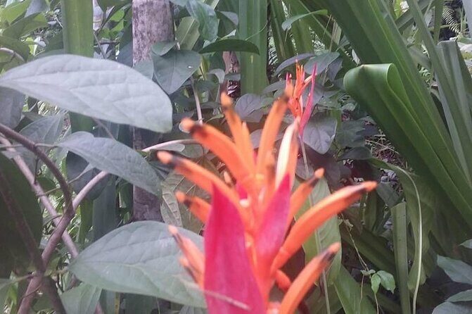 Denarau Hotels to Nadi Airport (Private Departure Transfer) - Authentic Experiences from Travelers’ Reviews