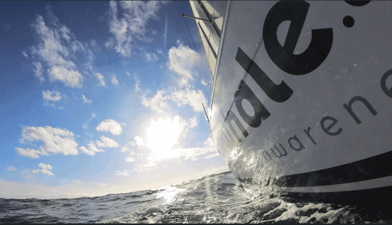 Denia: Sunset Electric Sailboat Cruise With Dolphin Spotting - Wildlife Spotting