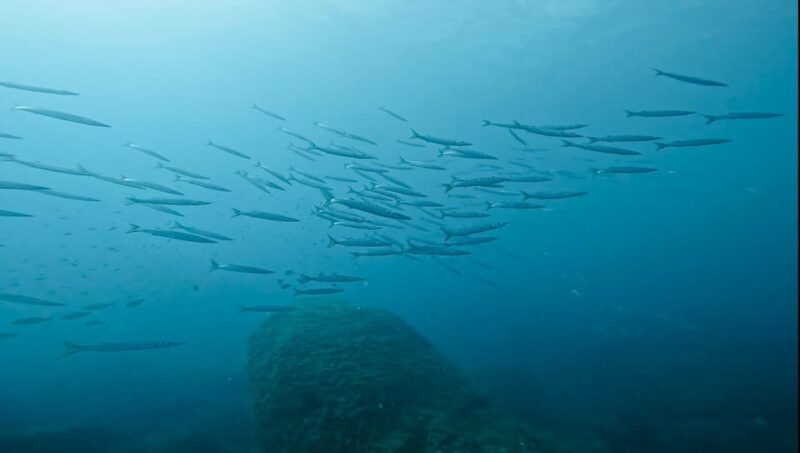 Denia: the Fascination of Diving on the Costa Blanca - Convenient Dive Logistics