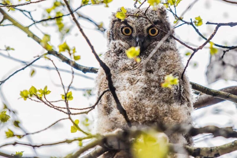 Denver: Birding Basics and Beyond - Key Points