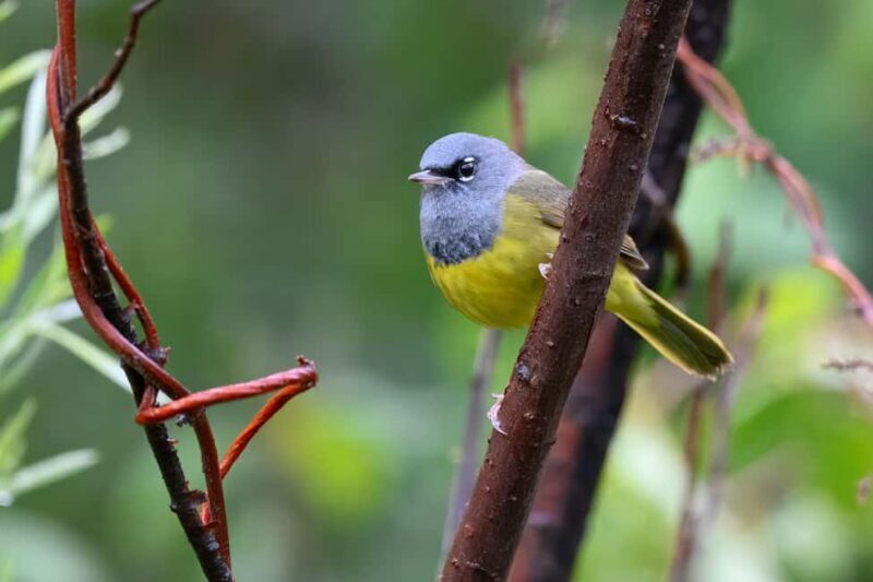 Denver: Birding Basics and Beyond - An In-Depth Look at the Birding Experience