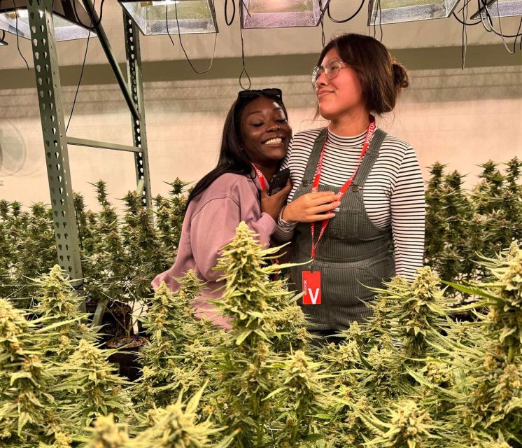 Denver: Cannabis Tour With Grow Facility Access - Transportation and Tour Inclusions