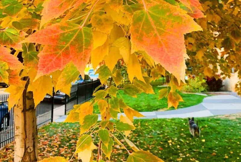 Denver City Highlights Tour - Why It Works for Different Travelers