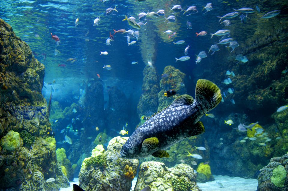 Denver: Citypass® With Access to 3, 4 or 5 Attractions - Downtown Aquarium General Admission