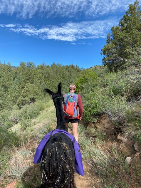 Denver: Llama Hike in the Rocky Mountains - Requirements and Group Size