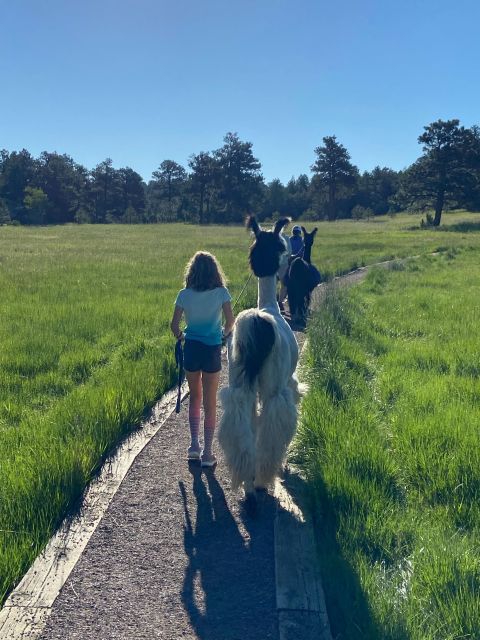 Denver: Llama Hike in the Rocky Mountains - Guided Hike With Llama Companions