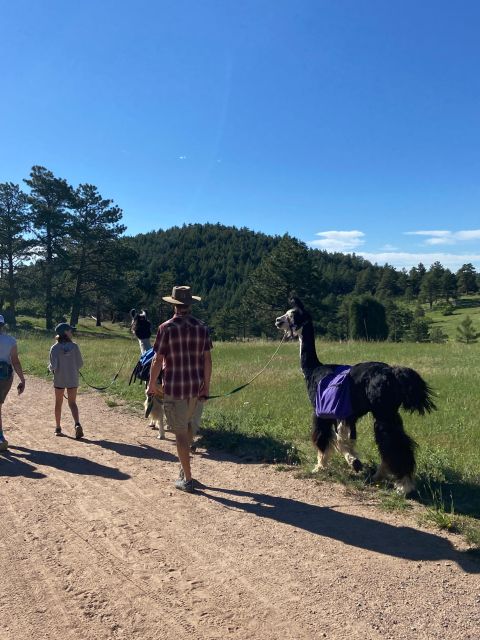 Denver: Llama Hike in the Rocky Mountains - Recap