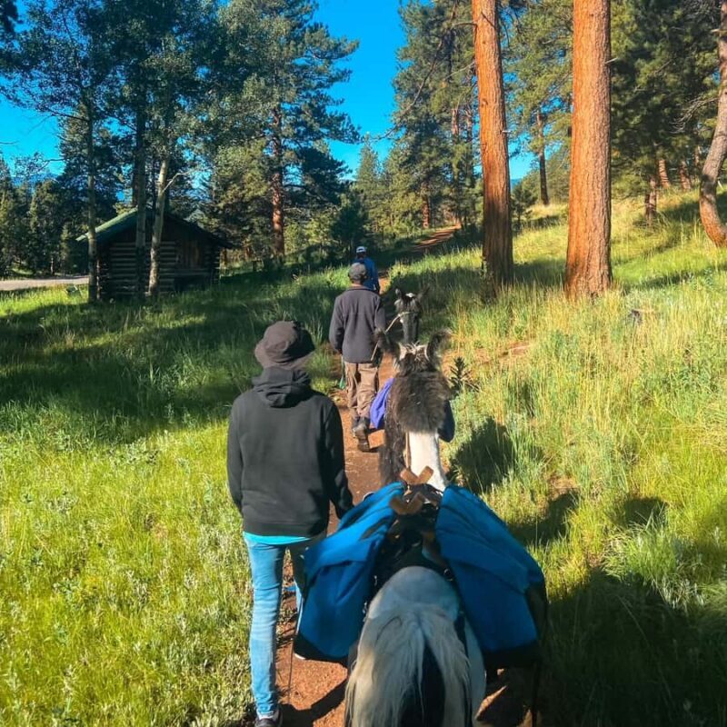 Denver: Llama Lunch in the Rocky Mountains - Key Points