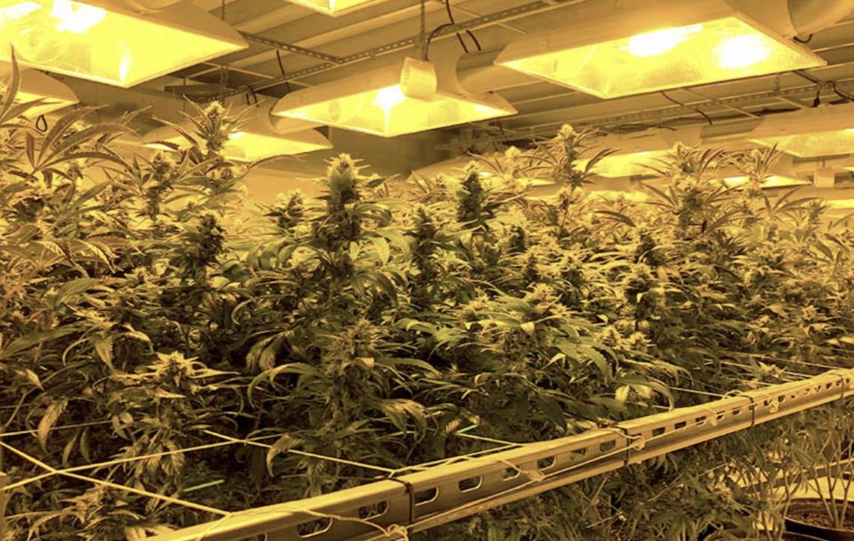 Denver: Private Luxury Cannabis Tour - Age and Accessibility Requirements