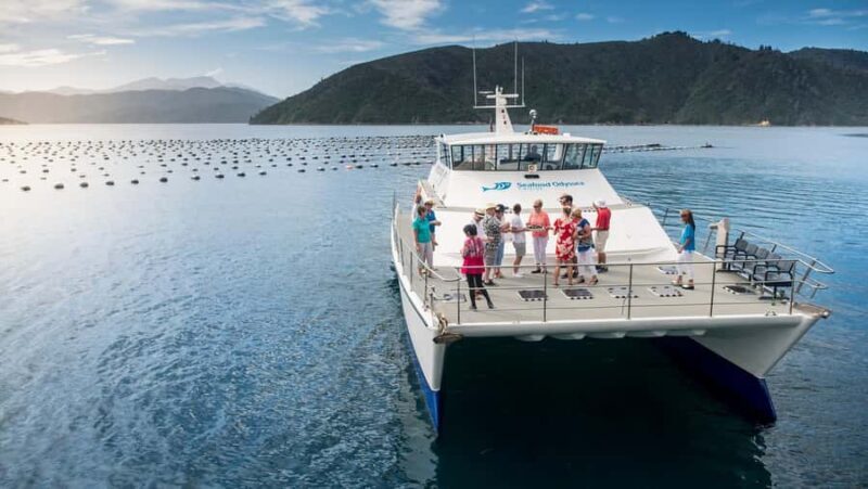Depart Picton: Marlborough Sounds Afternoon Seafood Cruise - Key Points