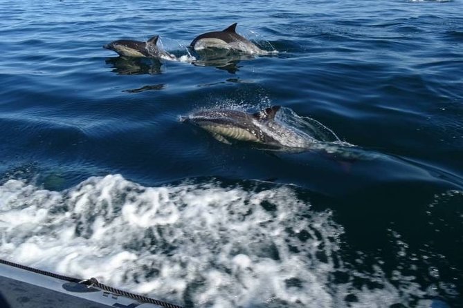 Depart Saint Raphaël: Meet the Dolphins - Included Amenities