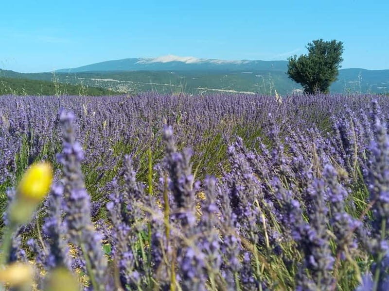 departing from Avignon, Classic lavender tour - A Closer Look at the Provence Lavender Tour
