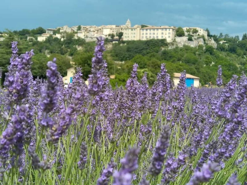 departing from Avignon, Classic lavender tour - What Real Travelers Say