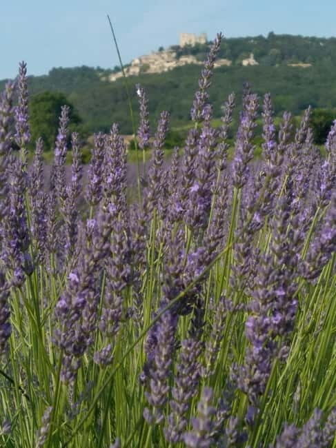 departing from Avignon, Classic lavender tour - Practical Considerations