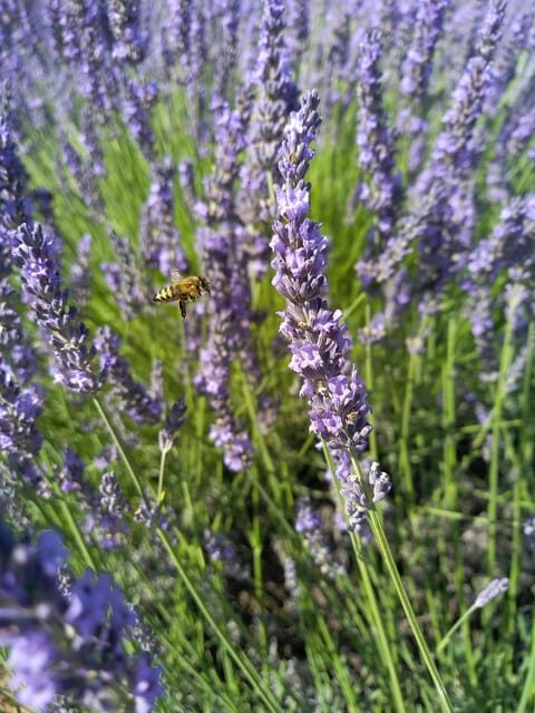 departing from Avignon, Classic lavender tour - Frequently Asked Questions