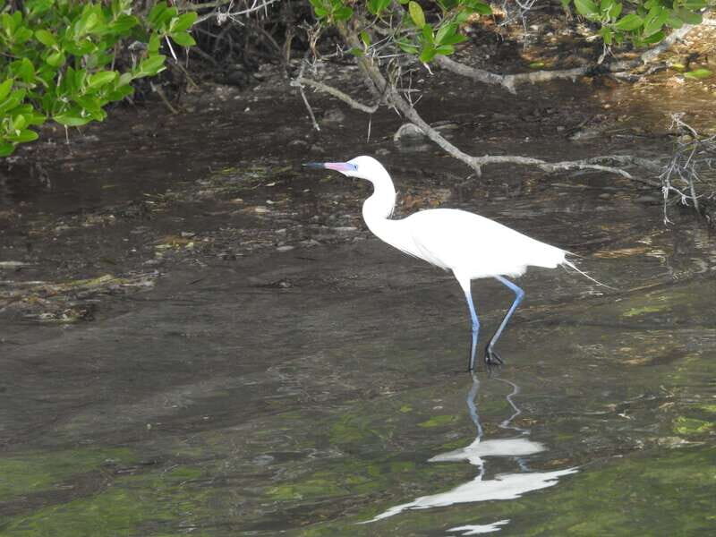 Desde Holbox: SunSea- SUNSET Kayak - What to Expect on this Kayaking Adventure