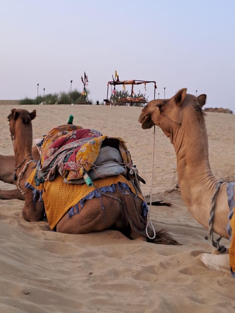 Desert Rose Jaisalmer: Romantic Night Middle of Thar Desert - Additional Information
