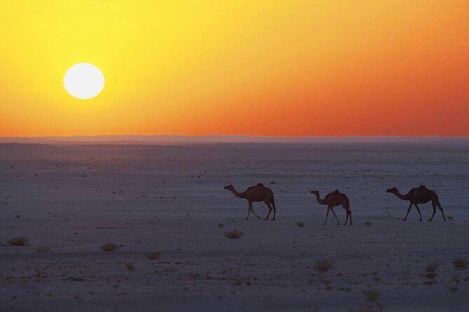 Desert Safari in Empty Quarter With Dune Bashing - Pickup and Transportation Details