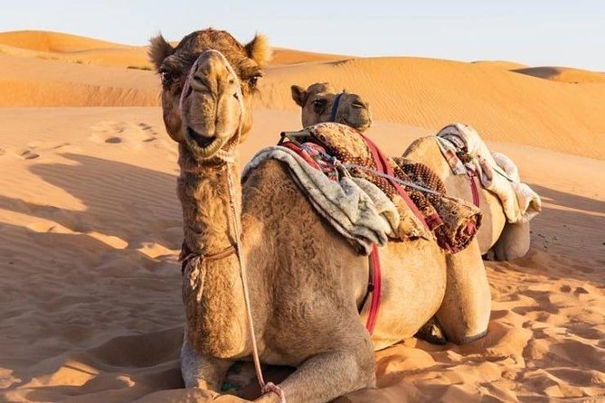 Desert Safari Private - Itinerary Highlights