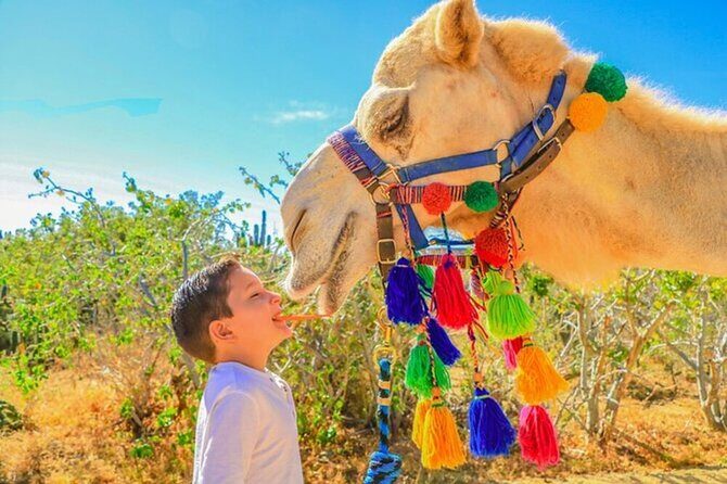 Desert & sea, Camel Safari tour in Los Cabos with lunch - Final Thoughts: Who Should Consider This Tour?