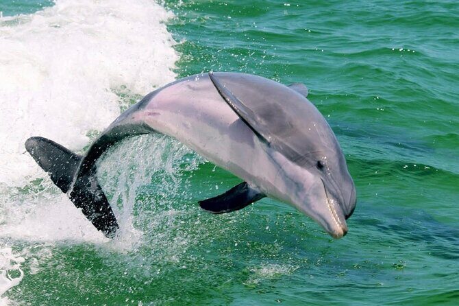 Destin Dolphin and Sunset Cruise - Key Points