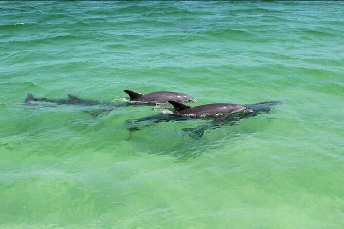 Destin Dolphin and Sunset Cruise - What to Expect on the Destin Dolphin and Sunset Cruise