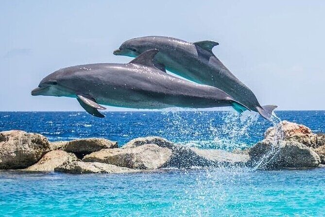 Destin Family Friendly Dolphin Watching Adventure - Introduction