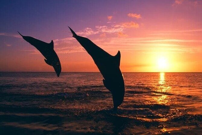 Destin Family Friendly Dolphin Watching Adventure - Key Points