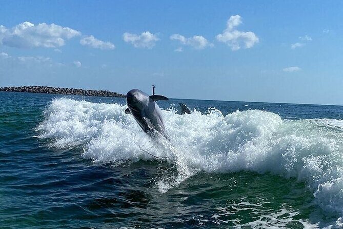 Destin Family Friendly Dolphin Watching Adventure - The Price and Its Value