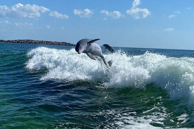 Destin Family Friendly Dolphin Watching Adventure - The Sum Up