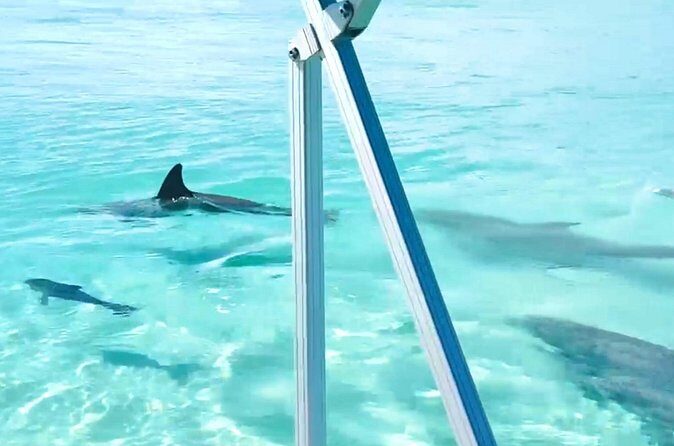 Destin Harbor Boat Ride and Dolphin Watching on the Hopper - Considering the Price and Value