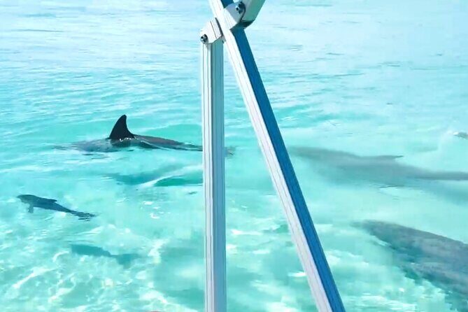 Destin Harbor Boat Ride and Dolphin Watching on the Hopper - Why This Tour Is a Good Choice