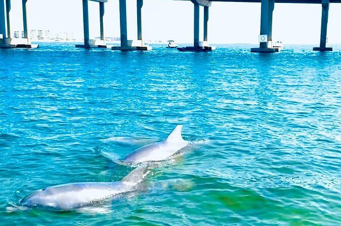 Destin Harbor Boat Ride and Dolphin Watching on the Hopper - Final Thoughts