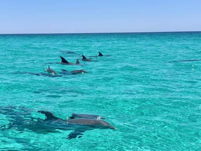 Destin: Private Morning Dolphin Cruise - Key Points