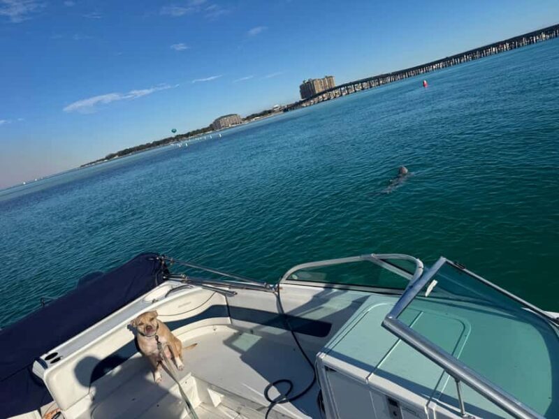 Destin: Private Morning Dolphin Cruise - The Sum Up: Is This Tour Right for You?